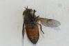 Hybomitra sp.